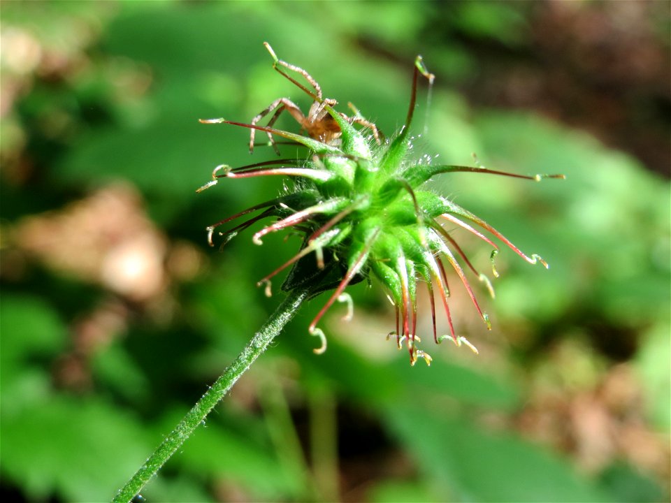 Echte Nelkenwurz (Geum urbanum) in der Schwetzinger Hardt