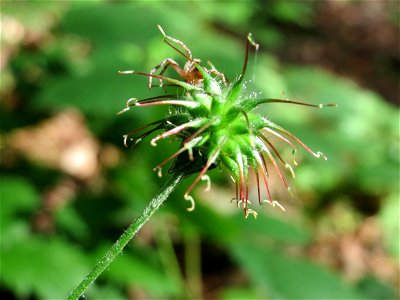 Echte Nelkenwurz (Geum urbanum) in der Schwetzinger Hardt