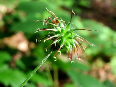 Echte Nelkenwurz (Geum urbanum) in der Schwetzinger Hardt photo