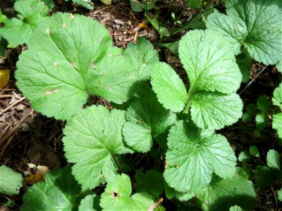 Echte Nelkenwurz (Geum urbanum) am Winterberg in Sankt Arnual photo