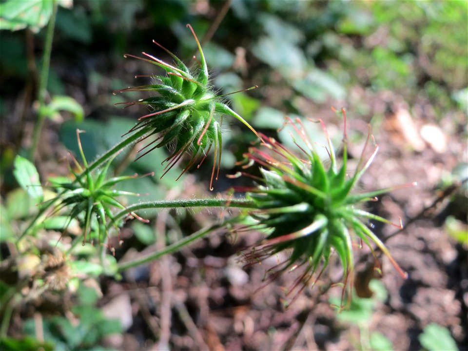 Echte Nelkenwurz (Geum urbanum) in der Schwetzinger Hardt - häufiges Rosengewächs im Wald