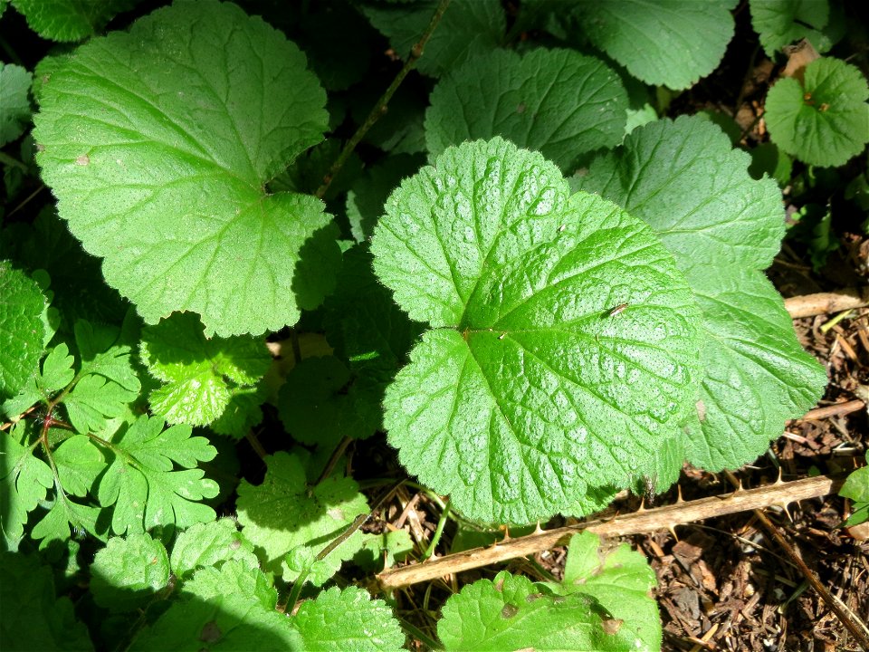 Echte Nelkenwurz (Geum urbanum) am Winterberg in Sankt Arnual