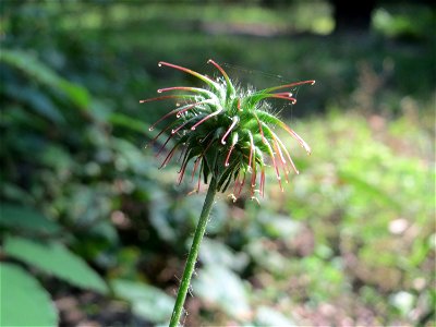 Echte Nelkenwurz (Geum urbanum) in der Schwetzinger Hardt - häufiges Rosengewächs im Wald