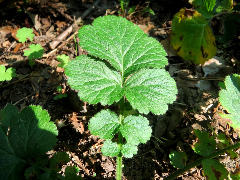 Echte Nelkenwurz (Geum urbanum) in der Schwetzinger Hardt - häufiges Rosengewächs im Wald