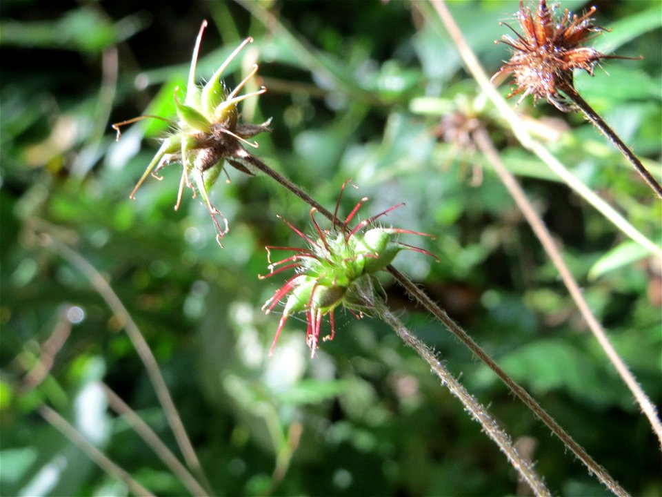 Echte Nelkenwurz (Geum urbanum) im Deutschmühlental in Alt-Saarbrücken
