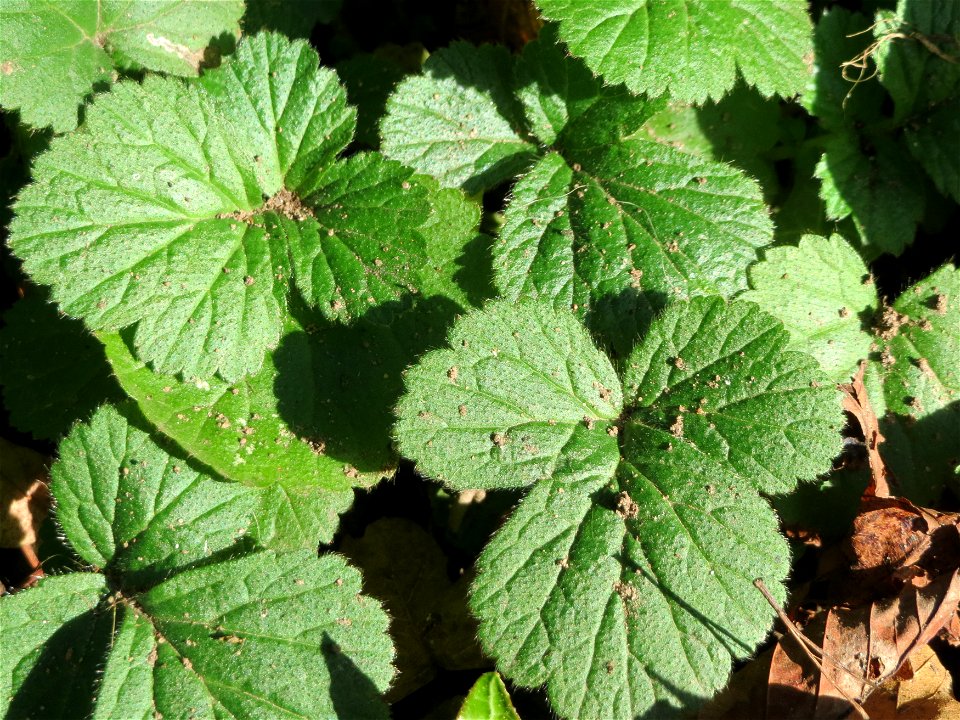 Grundblätter der Echten Nelkenwurz (Geum urbanum) in der ehem. Bismarckanlage in Sankt Arnual - an diesem Standort unter Bäumen an der A620 findet sich eine waldartige Vegetation