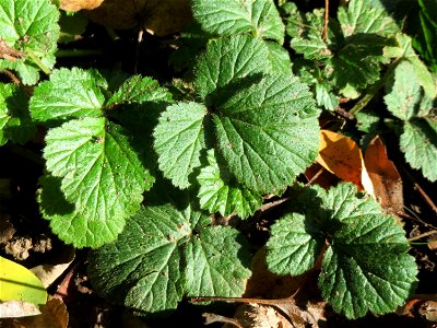 Grundblätter der Echten Nelkenwurz (Geum urbanum) in der ehem. Bismarckanlage in Sankt Arnual - an diesem Standort unter Bäumen an der A620 findet sich eine waldartige Vegetation