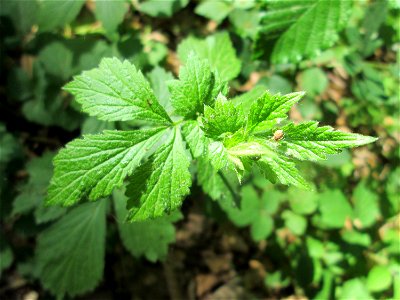 Echte Nelkenwurz (Geum urbanum) in der Schwetzinger Hardt