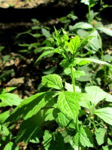 Echte Nelkenwurz (Geum urbanum) in der Schwetzinger Hardt