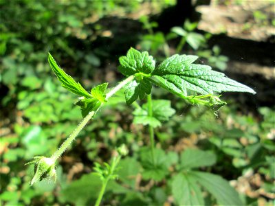 Echte Nelkenwurz (Geum urbanum) in der Schwetzinger Hardt