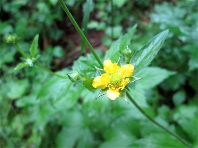 Echte Nelkenwurz (Geum urbanum) am Kaninchenberg (Landschaftsschutzgebiet) in Saarbrücken