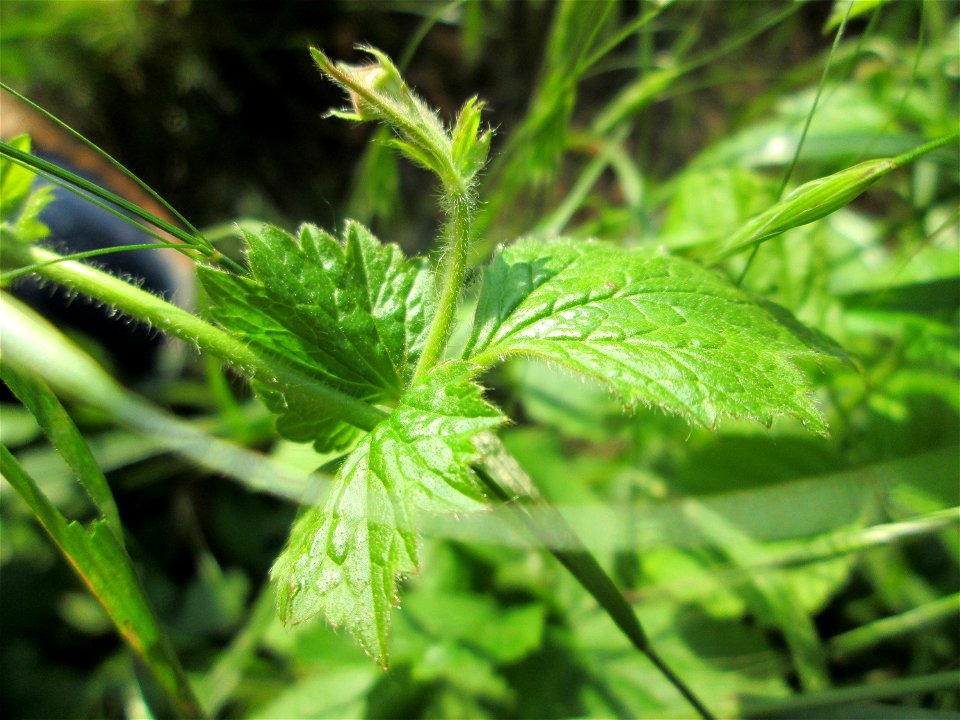 Echte Nelkenwurz (Geum urbanum) am Erlenbruchwald im Naturschutzgebiet „Karl-Ludwig-See“ im Hockenheimer Rheinbogen
