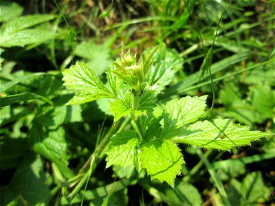 Echte Nelkenwurz (Geum urbanum) am Erlenbruchwald im Naturschutzgebiet „Karl-Ludwig-See“ im Hockenheimer Rheinbogen