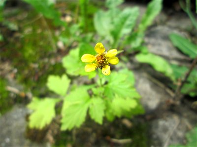 Echte Nelkenwurz (Geum urbanum) in Schwetzingen