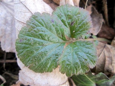 Grundblatt der Echten Nelkenwurz (Geum urbanum) in der Schwetzinger Hardt