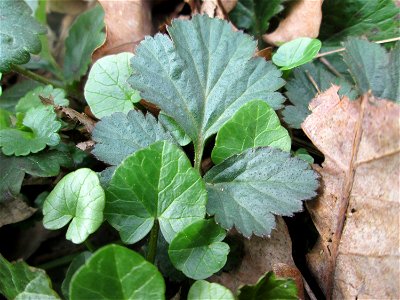 Grundblätter der Echten Nelkenwurz (Geum urbanum) nahe der Sternallee in der Schwetzinger Hardt