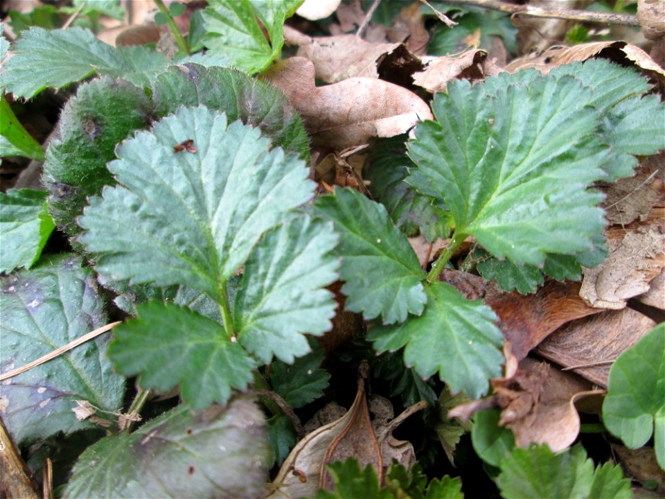 Grundblätter der Echten Nelkenwurz (Geum urbanum) nahe der Sternallee in der Schwetzinger Hardt