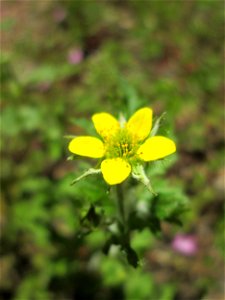 Echte Nelkenwurz (Geum urbanum) am Friedhof St. Johann in Saarbrücken