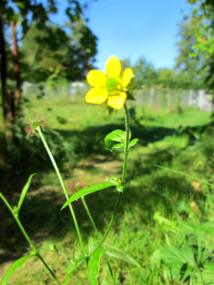 Echte Nelkenwurz (Geum urbanum) in einem Schrebergarten in Brebach