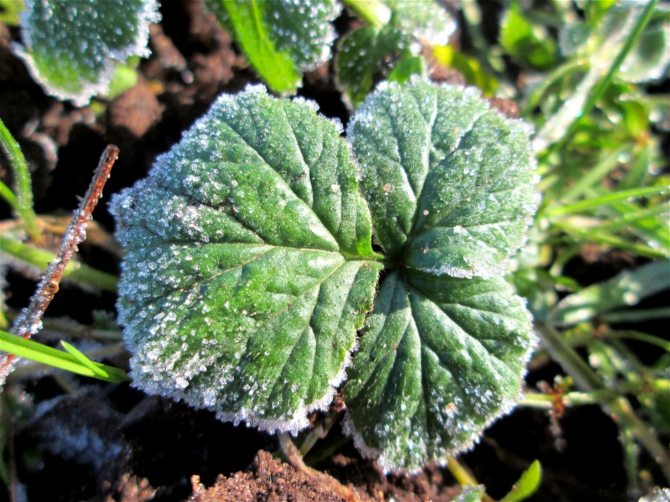 Rauhreif auf Grundblättern der Echten Nelkenwurz (Geum urbanum) in Brebach