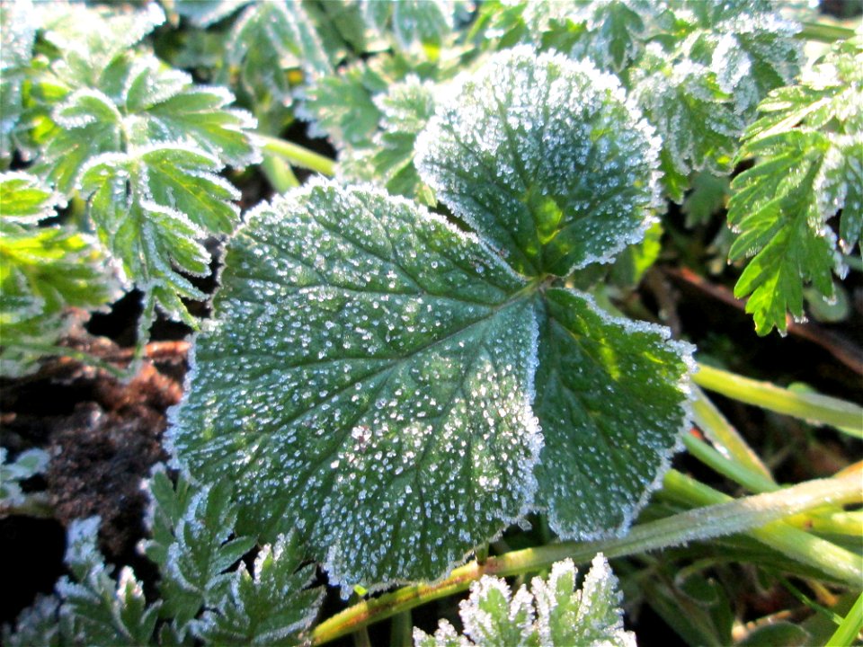 Rauhreif auf Grundblättern der Echten Nelkenwurz (Geum urbanum) in Brebach