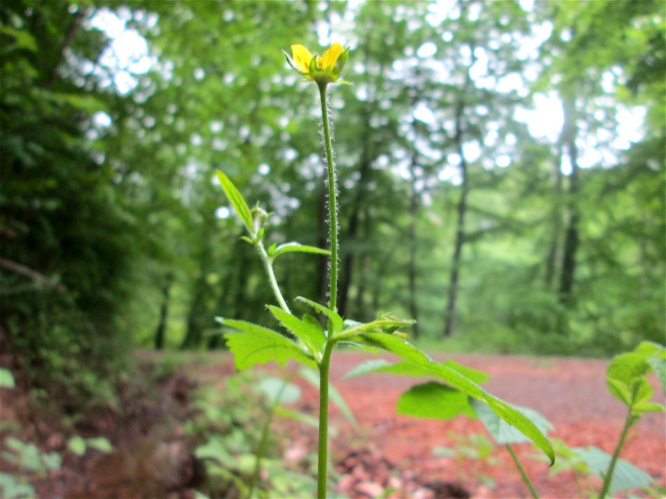 Echte Nelkenwurz (Geum urbanum) am Markusbrunnen im Landschaftsschutzgebiet „Wisch- und Wogbachtal“ bei Fechingen