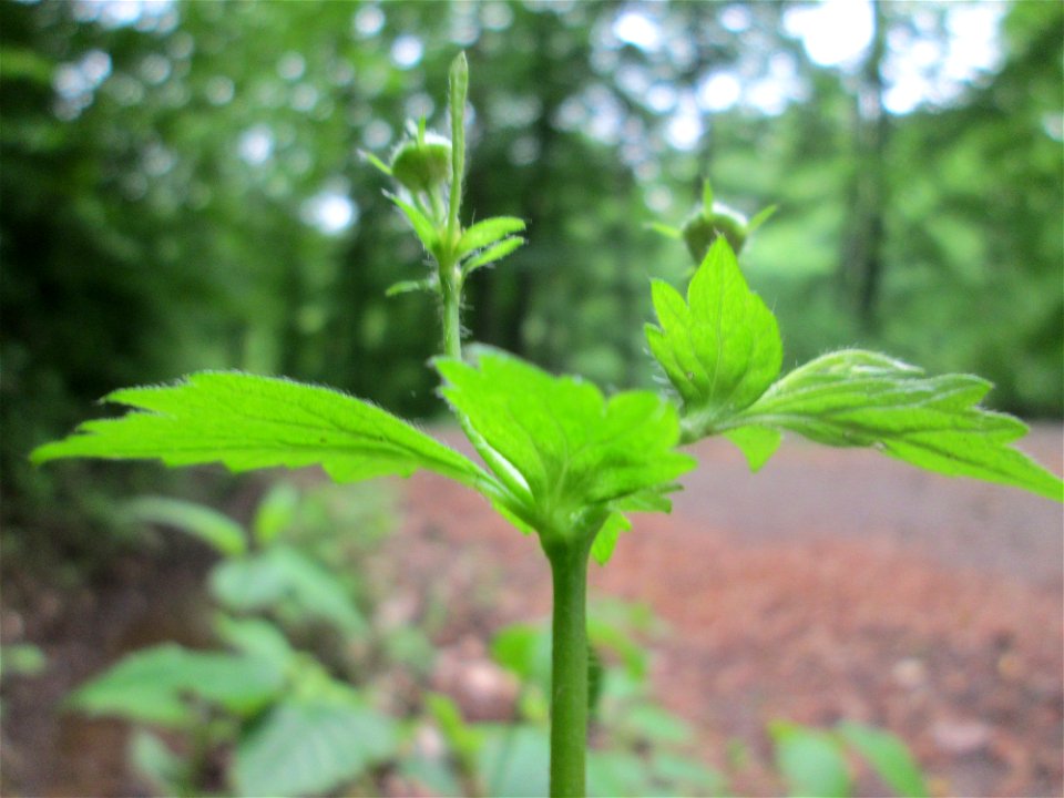 Echte Nelkenwurz (Geum urbanum) am Markusbrunnen im Landschaftsschutzgebiet „Wisch- und Wogbachtal“ bei Fechingen