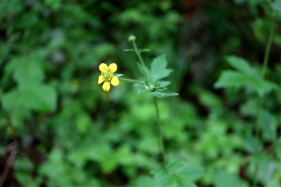 Wood Avens (Geum urbanum)