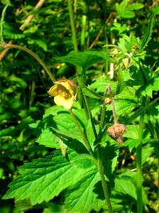 Geum × intermedium (Geum urbanum × G. rivale). Flowers and foliage. Ayrshire. Scotland.