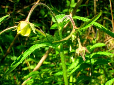 Flowers of the Geum urbanum x rivale hybrid. Ayrshire. Scotland.