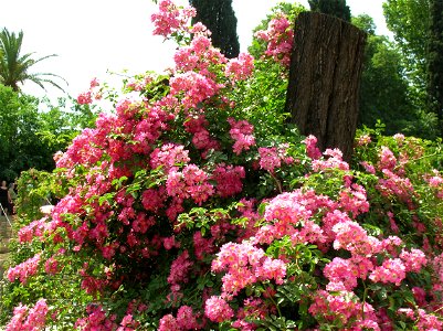 Rosa 'Luciano del Bufalo', a Rosa Hybrid Musk rose cultivar