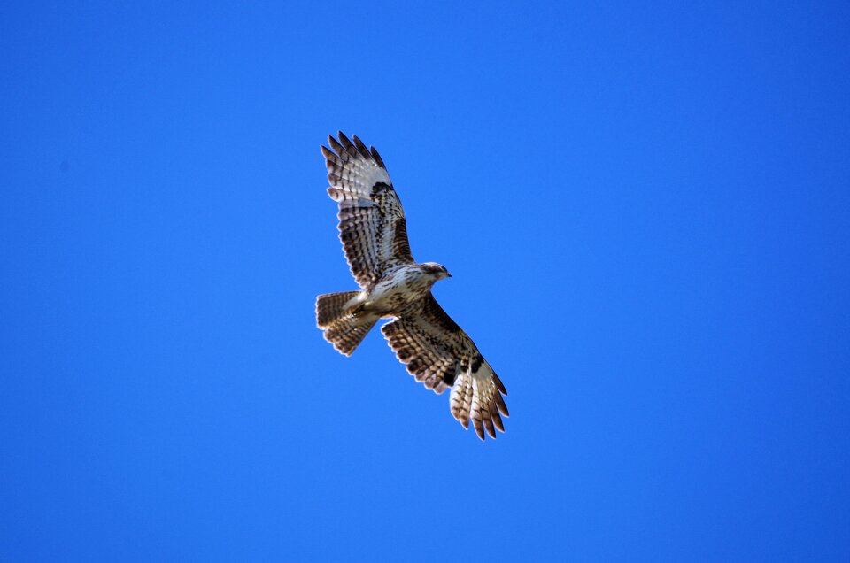 Animal world bird of prey raptor