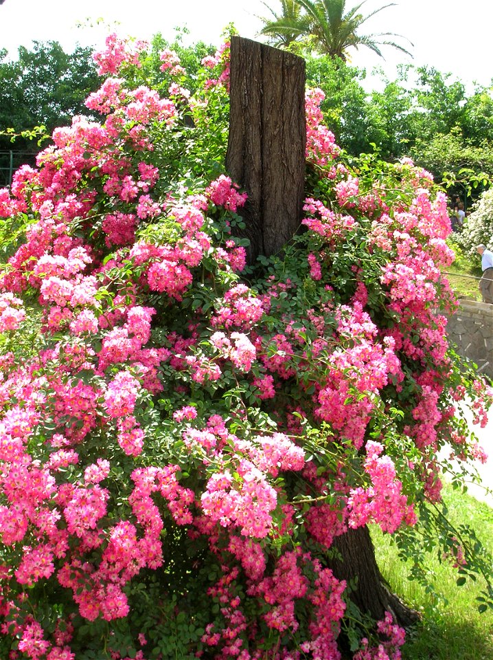 Rosa 'Luciano del Bufalo', a Rosa Hybrid Musk rose cultivar