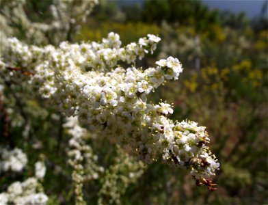 — Chamise. At Lake Poway, in Poway, San Diego County, California photo