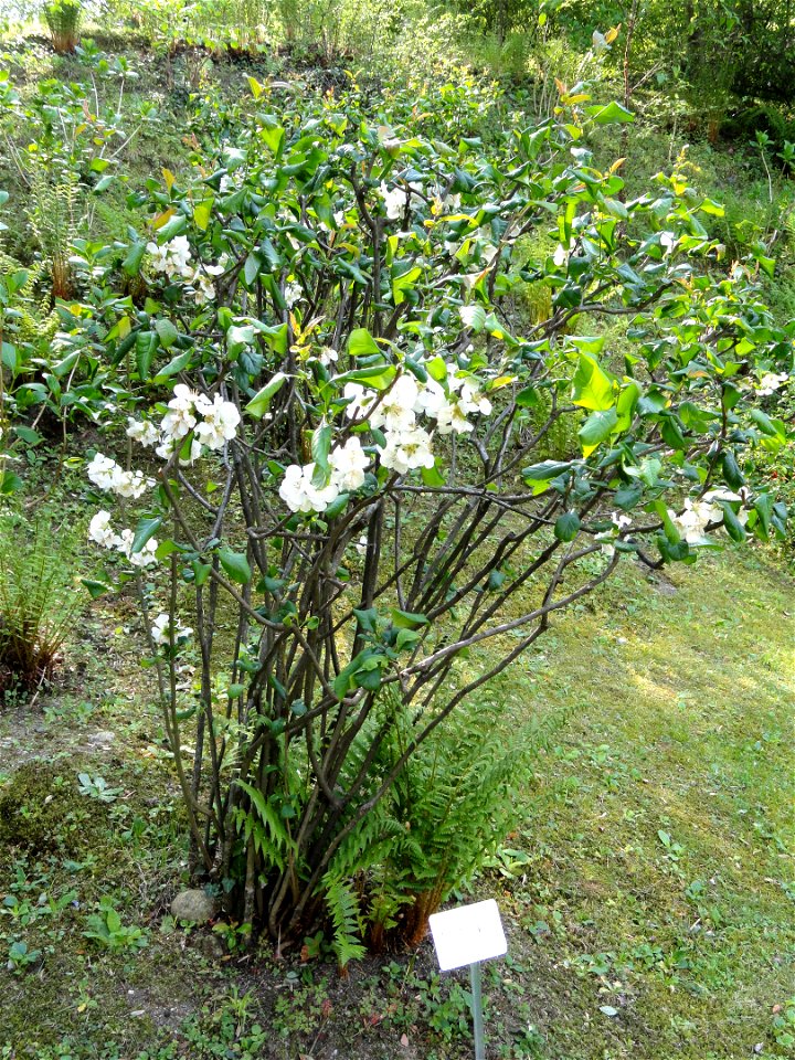 Chaenomeles speciosa specimen in the Villa Carlotta (Tremezzo), on Lake Como, Italy.