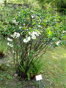 Chaenomeles speciosa specimen in the Villa Carlotta (Tremezzo), on Lake Como, Italy. photo