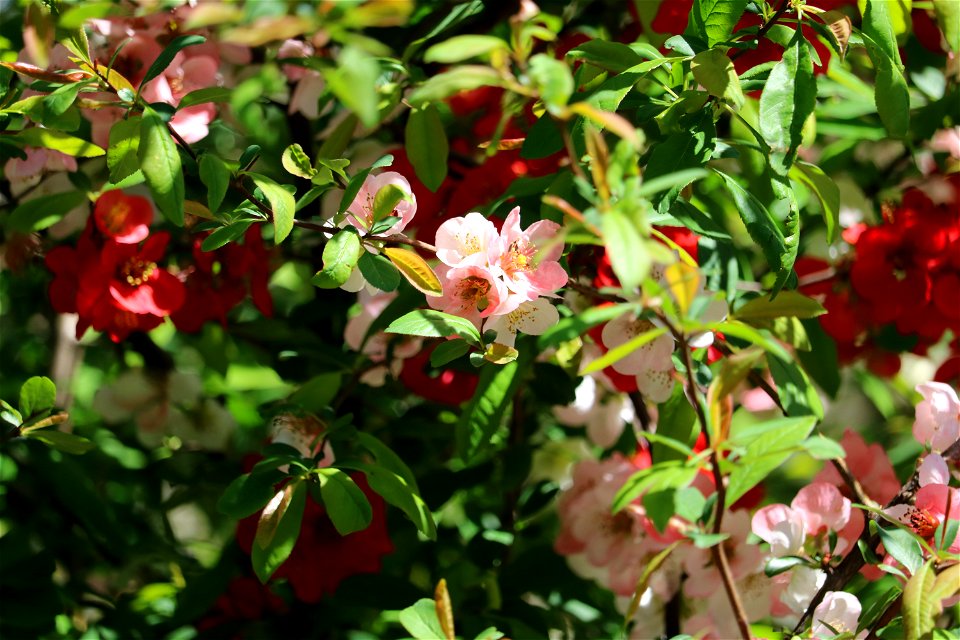 Chadwick Arboretum and Learning Gardens
Lane Avenue Gardens
The Ohio State University

Columbus, Ohio