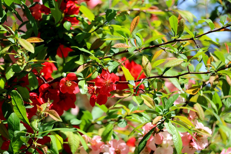 Chadwick Arboretum and Learning Gardens
Lane Avenue Gardens
The Ohio State University

Columbus, Ohio