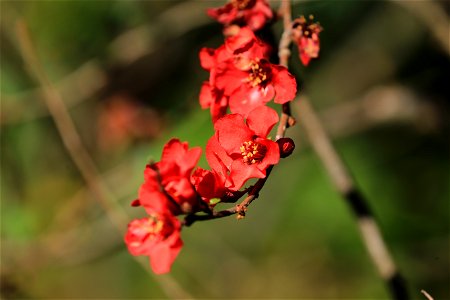 ずれた季節に花が咲いたボケの花. 皇居東御苑で撮影.