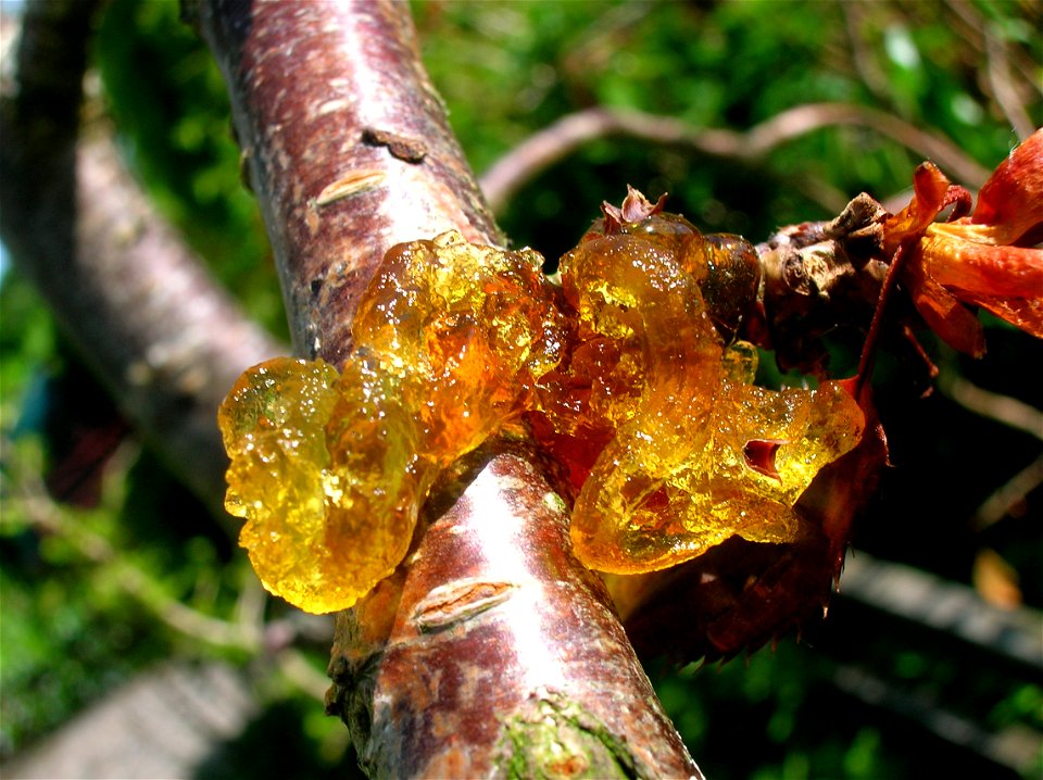 Canker induced Gummosis on an ornamental pendulous cherry. Chapeltoun, Ayrshire, Scotland.