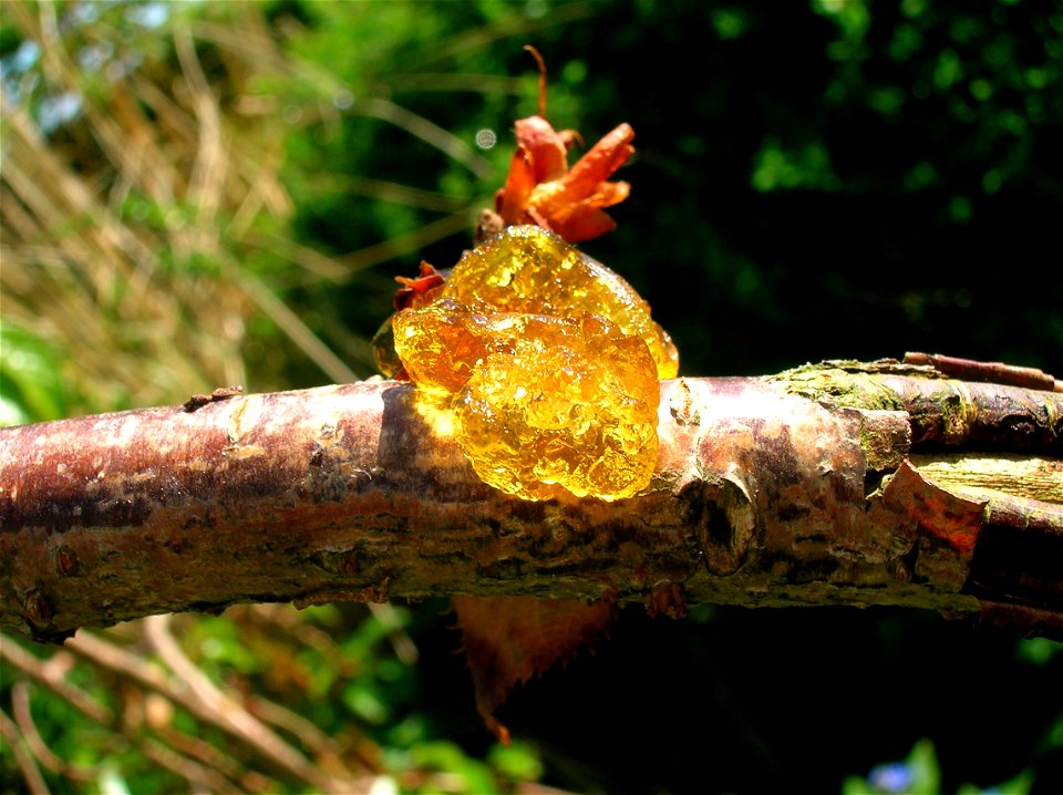 An ornamental cherry with canker induced gummosis. Chapeltoun, Ayrshire, Scotland.