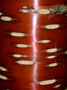 Prunus serrula and bark lenticels, Dawyck Botanic Gardens