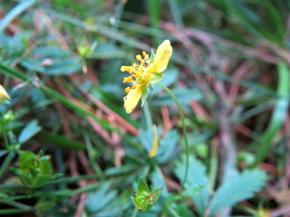 Blutwurz (Potentilla erecta) im Schwetzinger Hardt