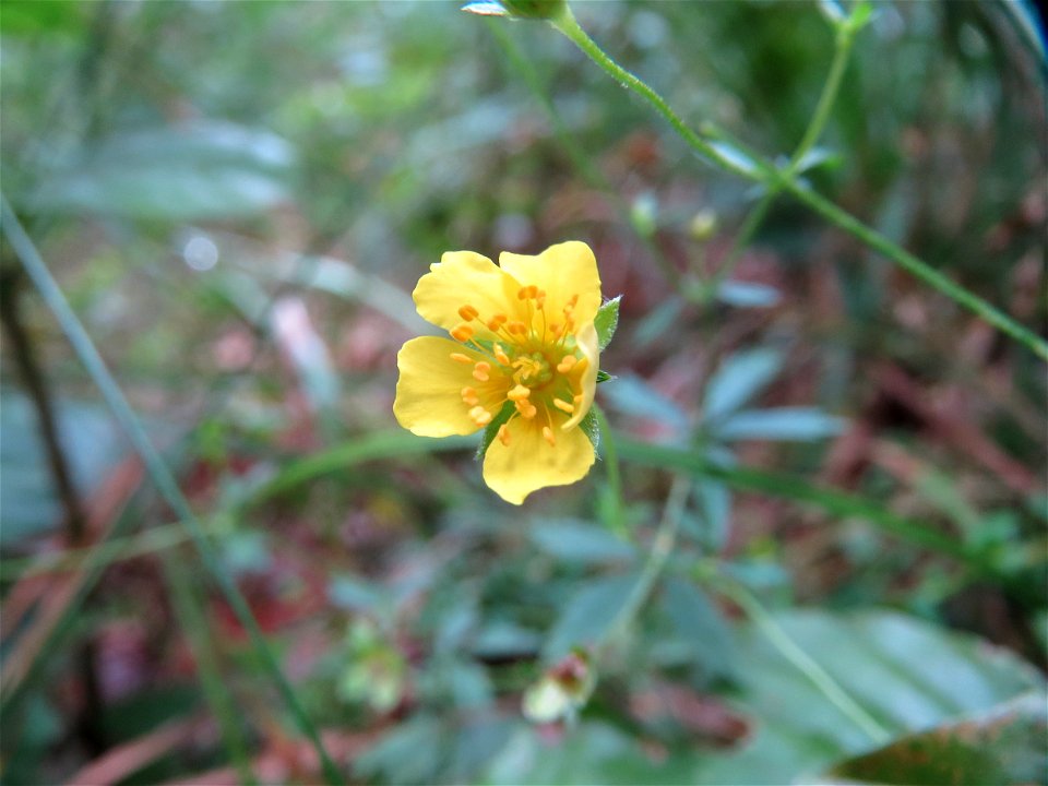Kriechendes Fingerkraut (Potentilla reptans) im Schwetzinger Hardt