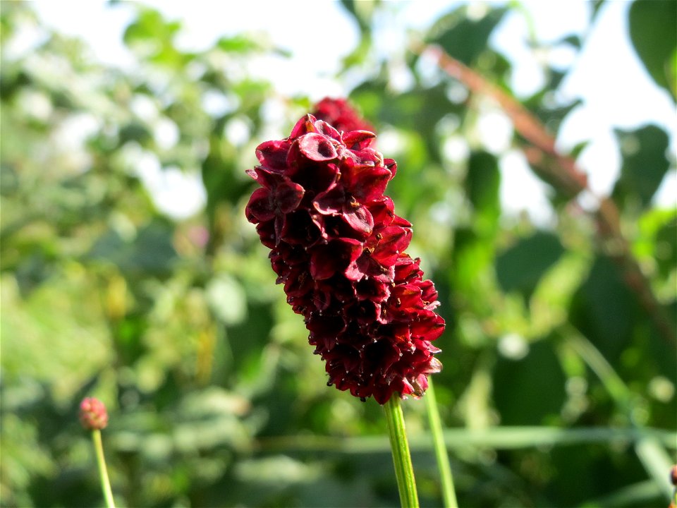 Großer Wiesenknopf (Sanguisorba officinalis) im Naturschutzgebiet Bachwiesen/Leopoldswiesen im Hockenheimer Rheinbogen