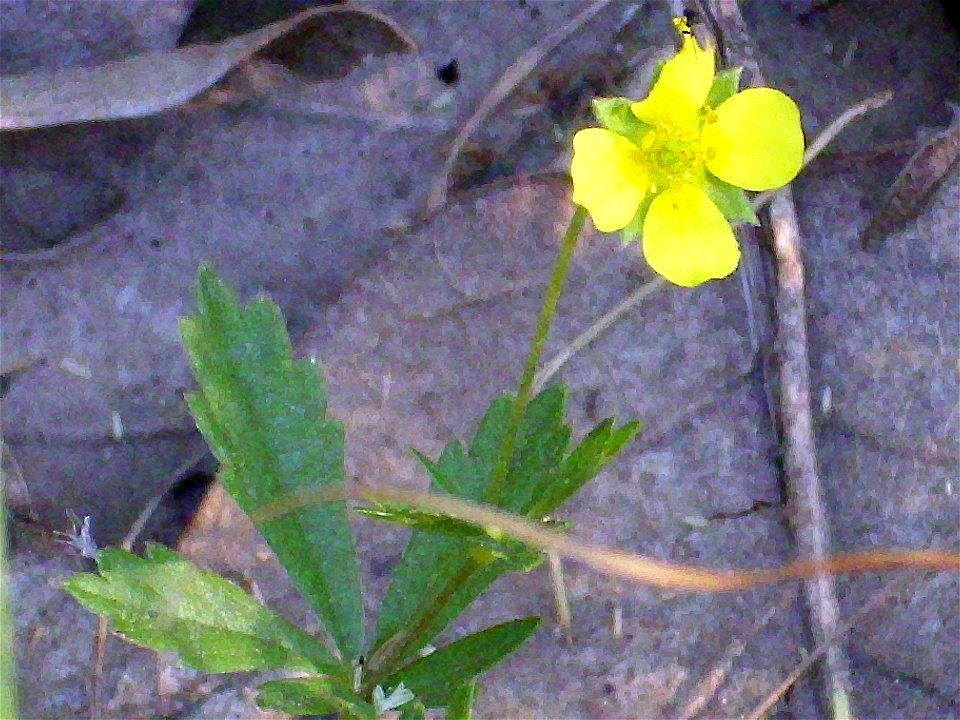 Potentilla erecta flower close up, Sierra Madrona, Spain