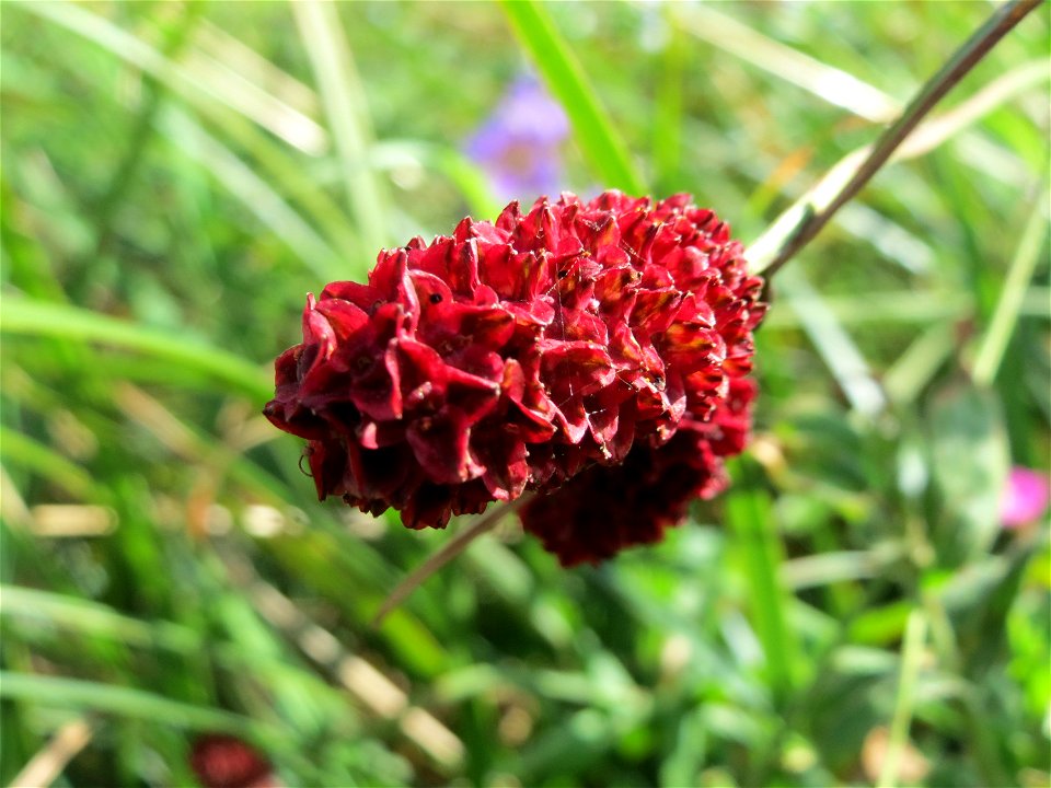 Großer Wiesenknopf (Sanguisorba officinalis) im Naturschutzgebiet Bachwiesen/Leopoldswiesen im Hockenheimer Rheinbogen