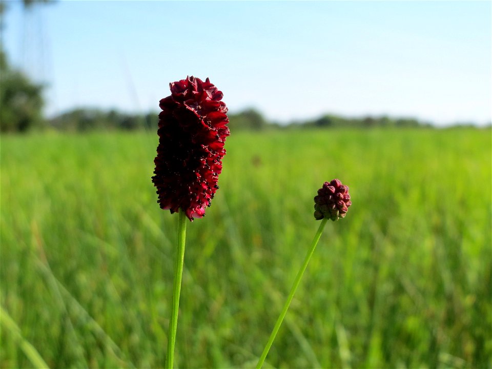 Großer Wiesenknopf (Sanguisorba officinalis) im Naturschutzgebiet Karl-Ludwig-See