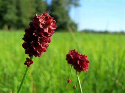 Großer Wiesenknopf (Sanguisorba officinalis) im Naturschutzgebiet Karl-Ludwig-See