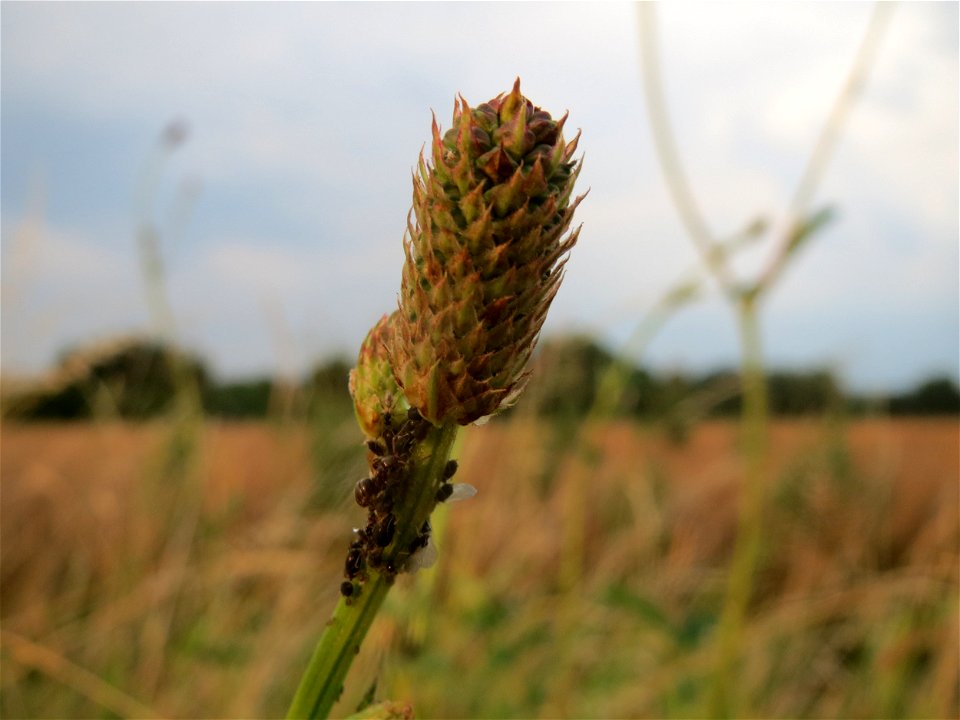 Großer Wiesenknopf (Sanguisorba officinalis) bei Wiesbaden-Nordenstadt